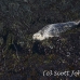 seal_harbor_gr_h_0422_can1734.jpg